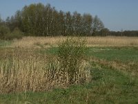 NL, Noord-Brabant, Baarle-Nassau, Baarlebrug 5, Saxifraga-Jan van der Straaten