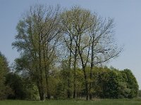 NL, Noord-Brabant, Baarle-Nassau, Baarlebrug 7, Saxifraga-Jan van der Straaten