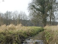 NL, Noord-Brabant, Baarle-Nassau, Baarlebrug, Staakheuvelse Loop 3, Saxifraga-Willem van Kruijsbergen