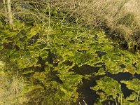 NL, Noord-Brabant, Baarle-Nassau, Castelreesche Heide 11, Saxifraga-Marijke Verhagen