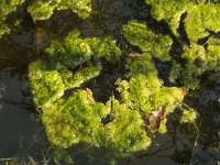 NL, Noord-Brabant, Baarle-Nassau, Castelreesche Heide 13, Saxifraga-Marijke Verhagen