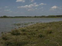 NL, Noord-Brabant, Baarle-Nassau, Castelreesche Heide 4, Saxifraga-Jan van der Straaten