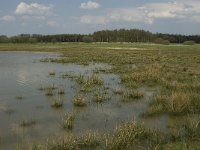 NL, Noord-Brabant, Baarle-Nassau, Castelreesche Heide 6, Saxifraga-Jan van der Straaten