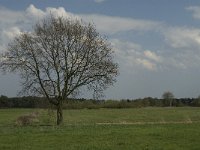 NL, Noord-Brabant, Baarle-Nassau, Castelreesche Heide 7, Saxifraga-Jan van der Straaten