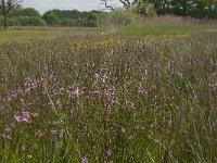 NL, Noord-Brabant, Baarle-Nassau, De Broskens 16, Saxifraga-Marijke Verhagen