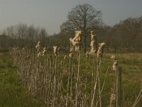 NL, Noord-Brabant, Baarle-Nassau, De Broskens 21, Saxifraga-Marijke Verhagen