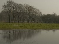 NL, Noord-Brabant, Baarle-Nassau, De Broskens 25, Saxifraga-Marijke Verhagen