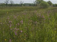 NL, Noord-Brabant, Baarle-Nassau, De Broskens 26, Saxifraga-Marijke Verhagen