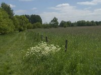 NL, Noord-Brabant, Baarle-Nassau, De Broskens 28, Saxifraga-Jan van der Straaten