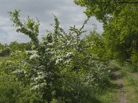 NL, Noord-Brabant, Baarle-Nassau, De Broskens 29, Saxifraga-Marijke Verhagen