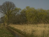 NL, Noord-Brabant, Baarle-Nassau, De Broskens 33, Saxifraga-Marijke Verhagen