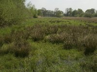 NL, Noord-Brabant, Baarle-Nassau, De Broskens 4, Saxifraga-Jan van der Straaten