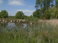 NL, Noord-Brabant, Baarle-Nassau, De Broskens 52, Saxifraga-Jan van der Straaten