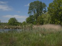 NL, Noord-Brabant, Baarle-Nassau, De Broskens 55, Saxifraga-Jan van der Straaten