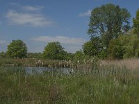 NL, Noord-Brabant, Baarle-Nassau, De Broskens 56, Saxifraga-Jan van der Straaten