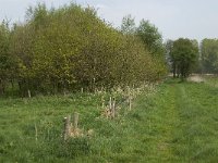 NL, Noord-Brabant, Baarle-Nassau, De Broskens 7, Saxifraga-Jan van der Straaten