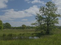 NL, Noord-Brabant, Baarle-Nassau, De Broskens 9, Saxifraga-Marijke Verhagen