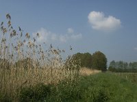 NL, Noord-Brabant, Baarle-Nassau, De Manke Goren 116, Saxifraga-Willem van Kruijsbergen