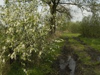 NL, Noord-Brabant, Baarle-Nassau, De Manke Goren 124, Saxifraga-Willem van Kruijsbergen