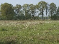 NL, Noord-Brabant, Baarle-Nassau, De Manke Goren 135, Saxifraga-Willem van Kruijsbergen