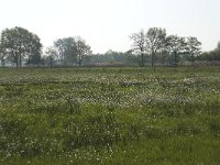 NL, Noord-Brabant, Baarle-Nassau, De Manke Goren 136, Saxifraga-Willem van Kruijsbergen