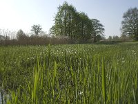 NL, Noord-Brabant, Baarle-Nassau, De Manke Goren 137, Saxifraga-Willem van Kruijsbergen