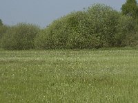 NL, Noord-Brabant, Baarle-Nassau, De Manke Goren 139, Saxifraga-Willem van Kruijsbergen