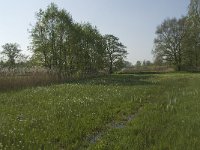 NL, Noord-Brabant, Baarle-Nassau, De Manke Goren 140, Saxifraga-Willem van Kruijsbergen