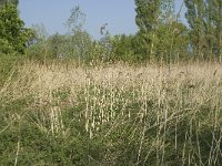 NL, Noord-Brabant, Baarle-Nassau, De Manke Goren 141, Saxifraga-Willem van Kruijsbergen