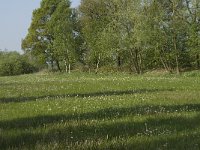 NL, Noord-Brabant, Baarle-Nassau, De Manke Goren 143, Saxifraga-Willem van Kruijsbergen