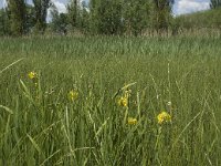 NL, Noord-Brabant, Baarle-Nassau, De Manke Goren 148, Saxifraga-Willem van Kruijsbergen