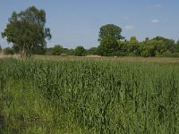 NL, Noord-Brabant, Baarle-Nassau, De Manke Goren 159, Saxifraga-Jan van der Straaten