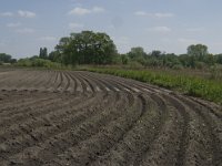 NL, Noord-Brabant, Baarle-Nassau, De Manke Goren 165, Saxifraga-Jan van der Straaten