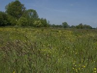 NL, Noord-Brabant, Baarle-Nassau, De Manke Goren 166, Saxifraga-Jan van der Straaten