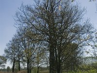 NL, Noord-Brabant, Baarle-Nassau, De Manke Goren 17, Saxifraga-Jan van der Straaten