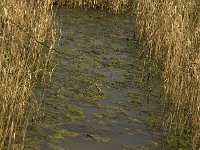 NL, Noord-Brabant, Baarle-Nassau, De Manke Goren 174, Saxifraga-Marijke Verhagen