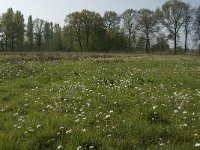 NL, Noord-Brabant, Baarle-Nassau, De Manke Goren 175, Saxifraga-Jan van der Straaten