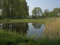 NL, Noord-Brabant, Baarle-Nassau, De Manke Goren 176, Saxifraga-Jan van der Straaten