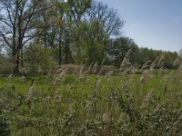 NL, Noord-Brabant, Baarle-Nassau, De Manke Goren 18, Saxifraga-Jan van der Straaten