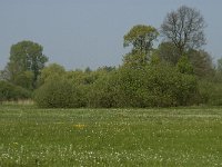 NL, Noord-Brabant, Baarle-Nassau, De Manke Goren 180, Saxifraga-Jan van der Straaten