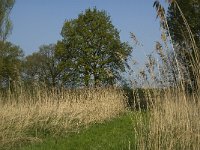 NL, Noord-Brabant, Baarle-Nassau, De Manke Goren 181, Saxifraga-Jan van der Straaten