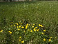 NL, Noord-Brabant, Baarle-Nassau, De Manke Goren 183, Saxifraga-Jan van der Straaten