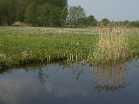 NL, Noord-Brabant, Baarle-Nassau, De Manke Goren 191, Saxifraga-Jan van der Straaten