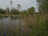 NL, Noord-Brabant, Baarle-Nassau, De Manke Goren 195, Saxifraga-Jan van der Straaten