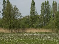 NL, Noord-Brabant, Baarle-Nassau, De Manke Goren 199, Saxifraga-Jan van der Straaten