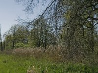 NL, Noord-Brabant, Baarle-Nassau, De Manke Goren 2, Saxifraga-Jan van der Straaten