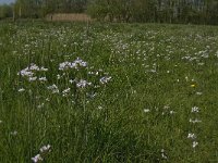 NL, Noord-Brabant, Baarle-Nassau, De Manke Goren 21, Saxifraga-Jan van der Straaten