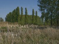 NL, Noord-Brabant, Baarle-Nassau, De Manke Goren 3, Saxifraga-Jan van der Straaten