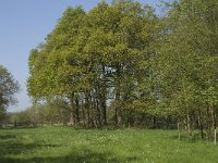 NL, Noord-Brabant, Baarle-Nassau, De Manke Goren 38, Saxifraga-Willem van Kruijsbergen