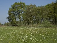 NL, Noord-Brabant, Baarle-Nassau, De Manke Goren 46, Saxifraga-Willem van Kruijsbergen